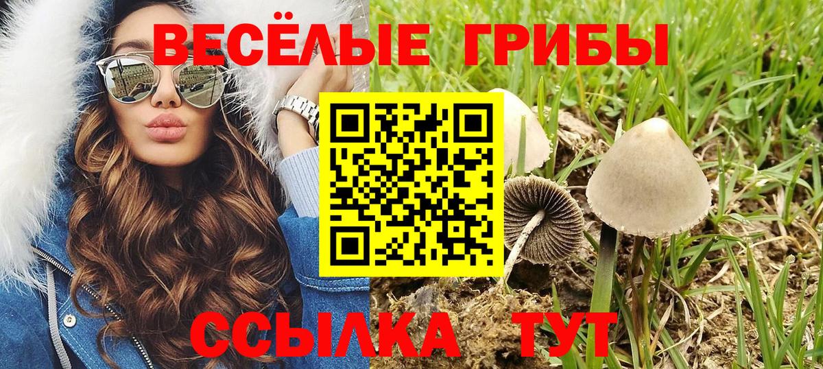 Псилоцибиновые грибы Psilocybe  Вход с VPN  Алейск 